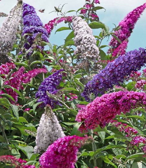 Buddleja davidii tricolor